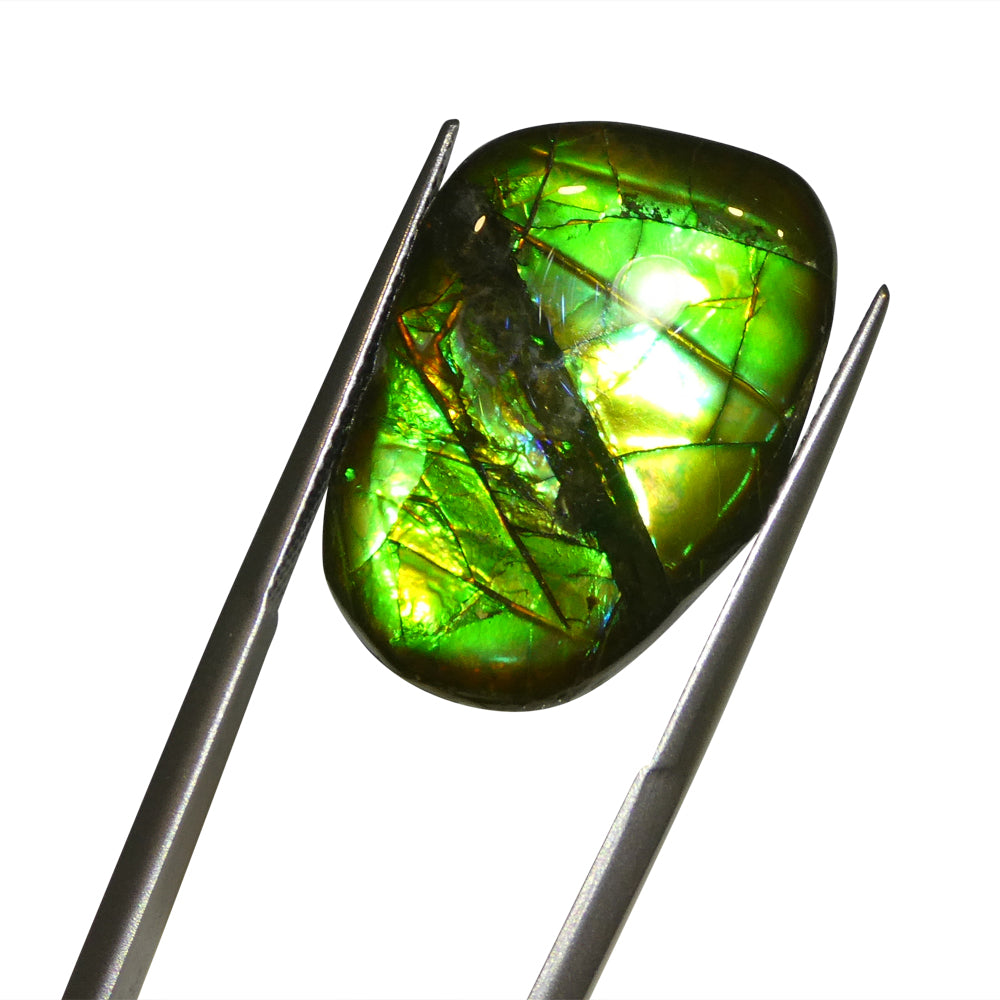 13.72ct Freeform A+ 3 Color Green, Orange. and Blue Ammolite from Alberta, Canada - Skyjems Wholesale Gemstones