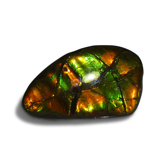 Ammolite 12.77 cts 24.81 x 14.27 x 4.77 Freeform Green, Orange, Red  $150