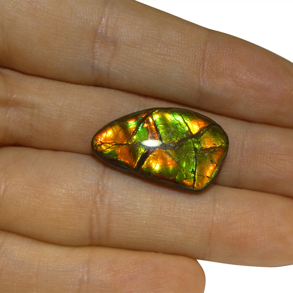 12.77ct Freeform A+ 3 Color Green, Orange, Red Ammolite from Alberta, Canada - Skyjems Wholesale Gemstones