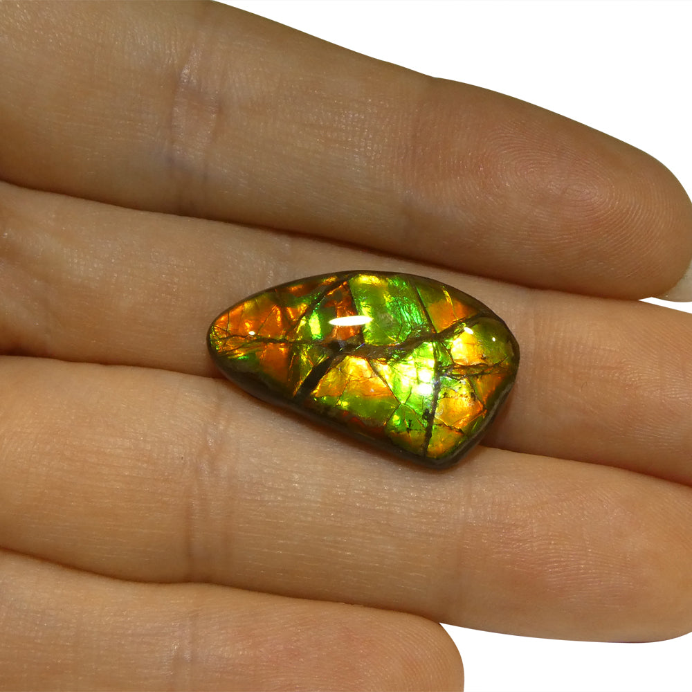 12.77ct Freeform A+ 3 Color Green, Orange, Red Ammolite from Alberta, Canada - Skyjems Wholesale Gemstones