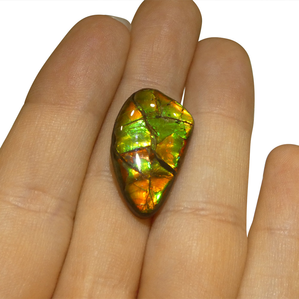 12.77ct Freeform A+ 3 Color Green, Orange, Red Ammolite from Alberta, Canada - Skyjems Wholesale Gemstones