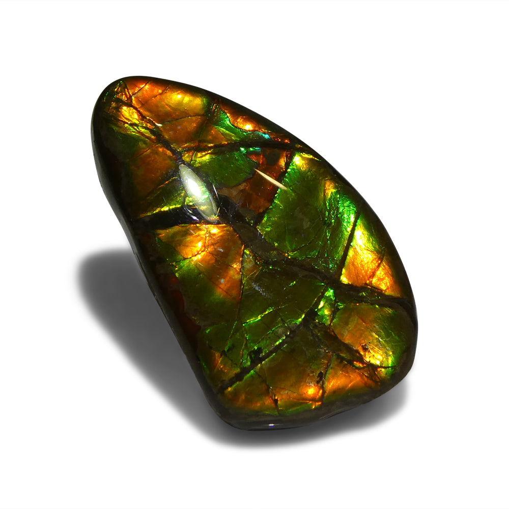 12.77ct Freeform A+ 3 Color Green, Orange, Red Ammolite from Alberta, Canada - Skyjems Wholesale Gemstones