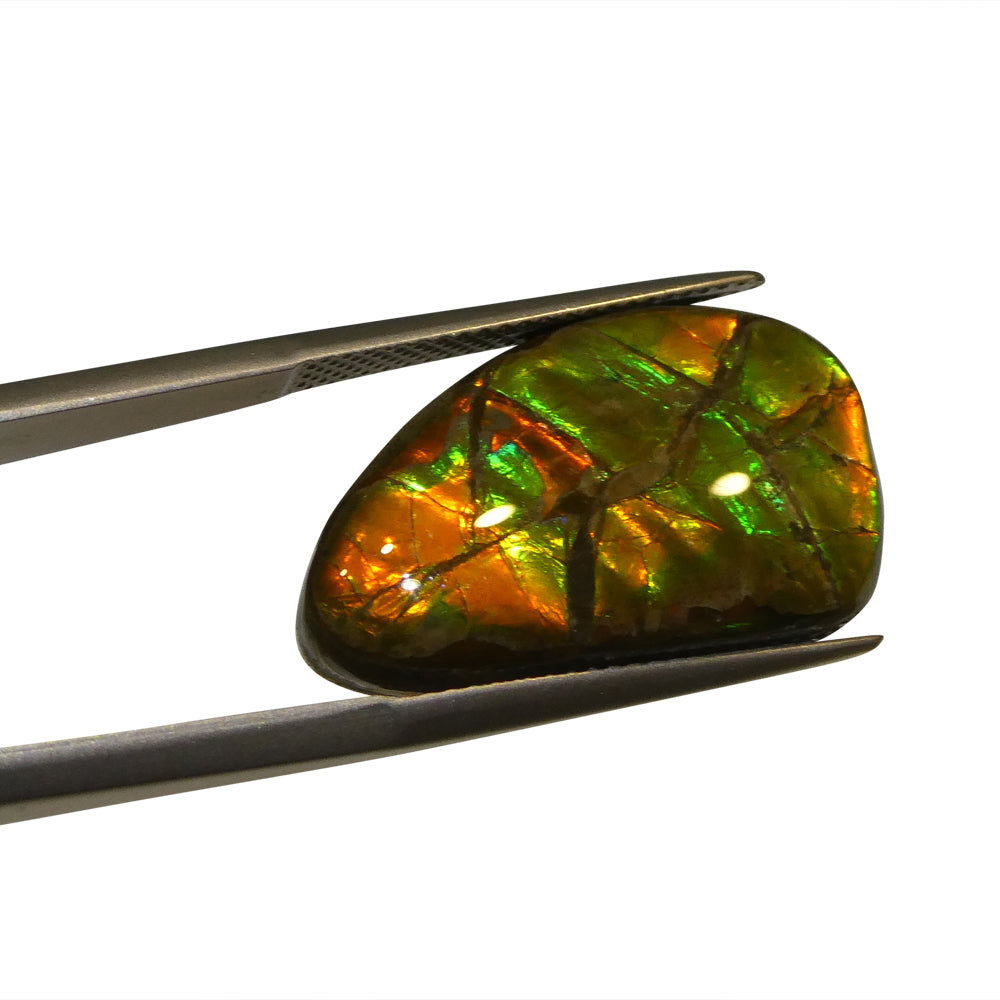 12.77ct Freeform A+ 3 Color Green, Orange, Red Ammolite from Alberta, Canada - Skyjems Wholesale Gemstones