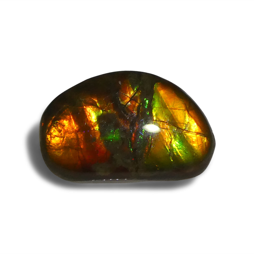 Ammolite 8.73 cts 20.12 x 12.79 x 4.42 Freeform Red, Orange, Green  $150