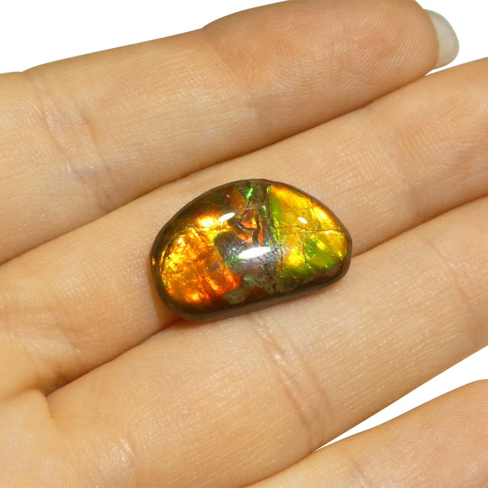 8.73ct Freeform A+ 3 Color Red, Orange, Green Ammolite from Alberta, Canada - Skyjems Wholesale Gemstones