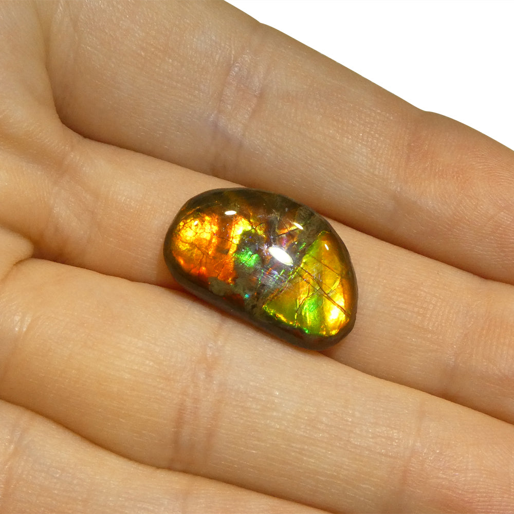 8.73ct Freeform A+ 3 Color Red, Orange, Green Ammolite from Alberta, Canada - Skyjems Wholesale Gemstones