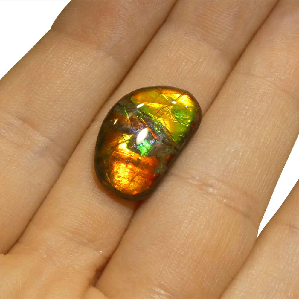 8.73ct Freeform A+ 3 Color Red, Orange, Green Ammolite from Alberta, Canada - Skyjems Wholesale Gemstones