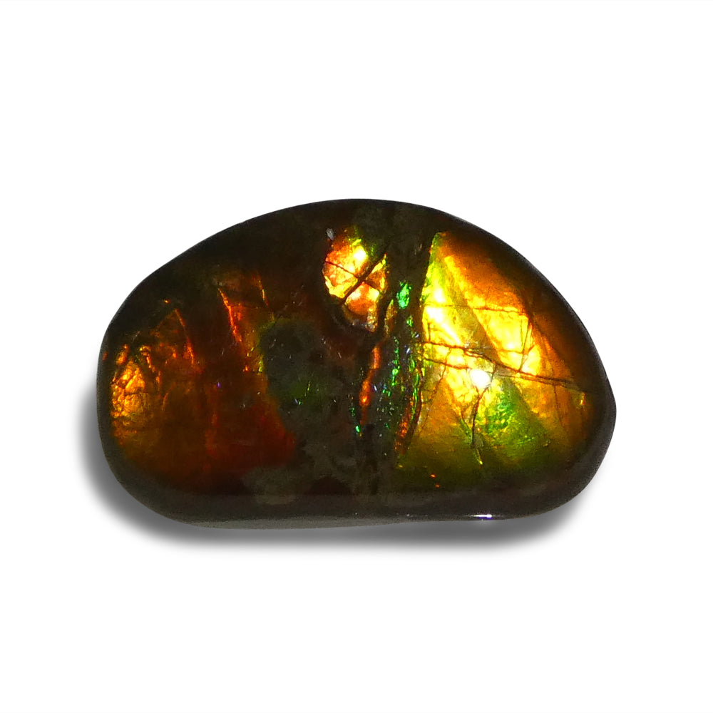 8.73ct Freeform A+ 3 Color Red, Orange, Green Ammolite from Alberta, Canada - Skyjems Wholesale Gemstones