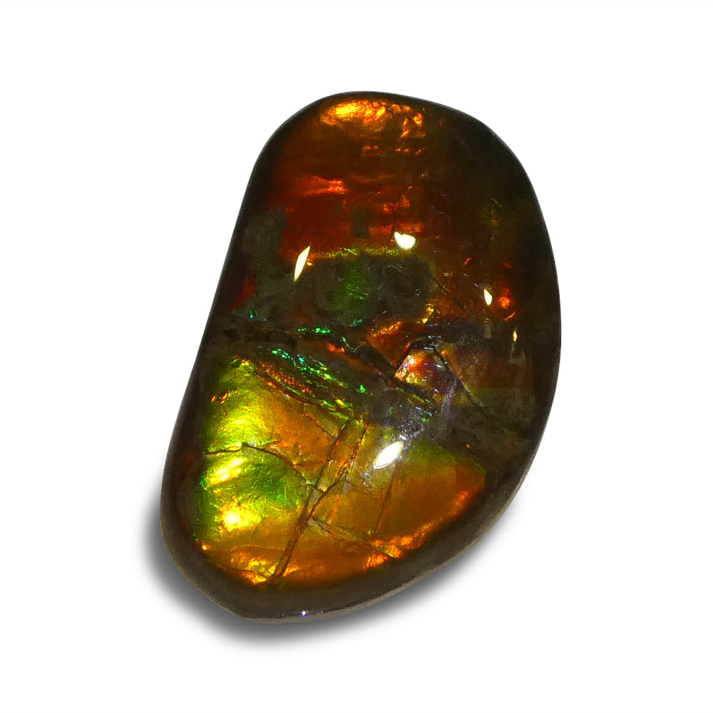 8.73ct Freeform A+ 3 Color Red, Orange, Green Ammolite from Alberta, Canada - Skyjems Wholesale Gemstones