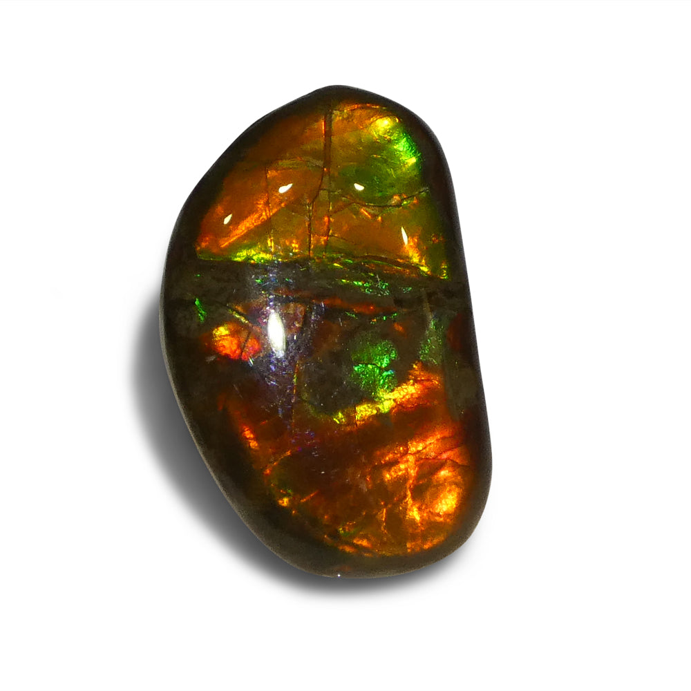 8.73ct Freeform A+ 3 Color Red, Orange, Green Ammolite from Alberta, Canada - Skyjems Wholesale Gemstones