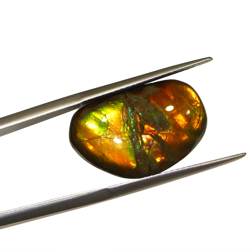 8.73ct Freeform A+ 3 Color Red, Orange, Green Ammolite from Alberta, Canada - Skyjems Wholesale Gemstones