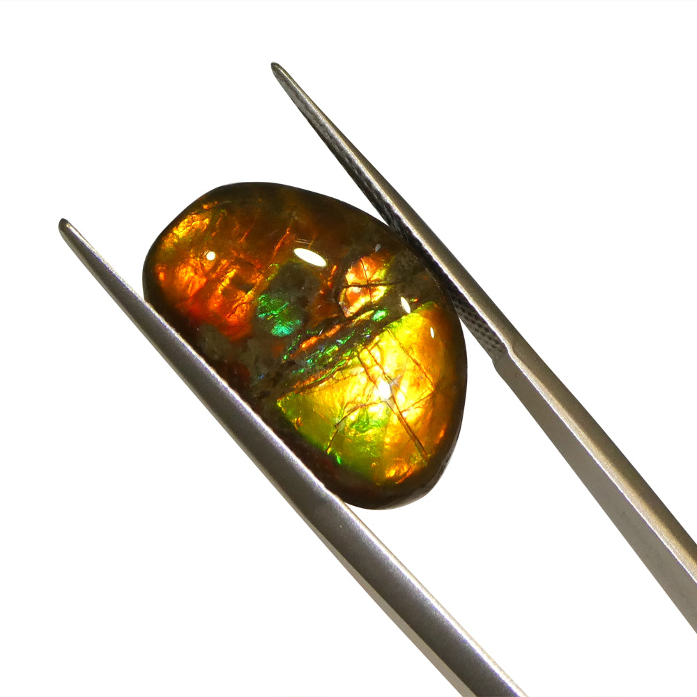 8.73ct Freeform A+ 3 Color Red, Orange, Green Ammolite from Alberta, Canada - Skyjems Wholesale Gemstones