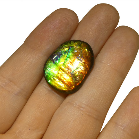 12.66ct Freeform A+ 3 Color Red, Yellow, Green Ammolite from Alberta, Canada