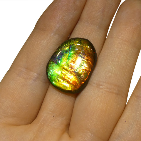 12.66ct Freeform A+ 3 Color Red, Yellow, Green Ammolite from Alberta, Canada