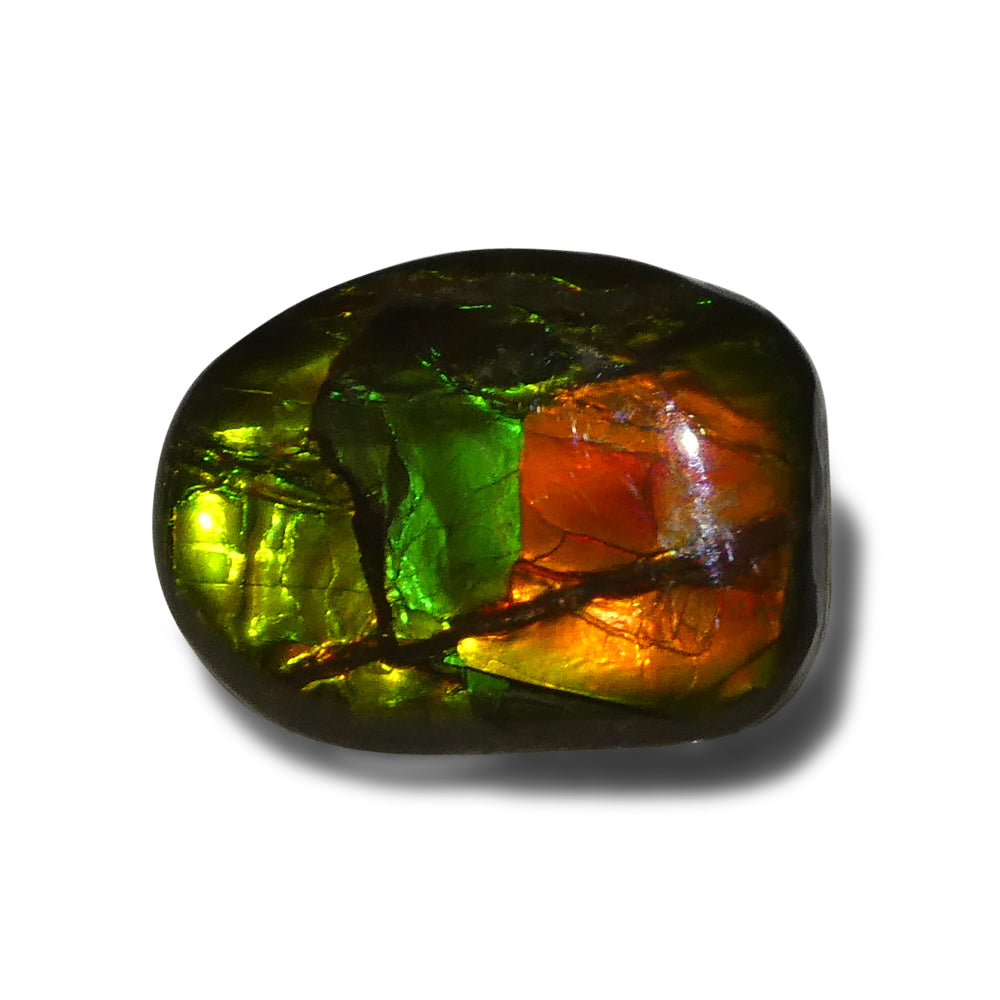 Ammolite 11.13 cts 20.00 x 14.69 x 4.29 Freeform Red, Green, Yellow  $175