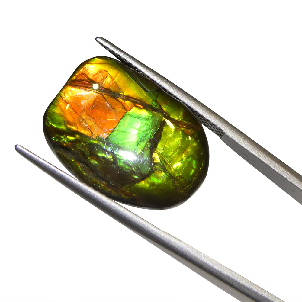 11.13ct Freeform A+ 3 Color Red, Green, Yellow Ammolite from Alberta, Canada - Skyjems Wholesale Gemstones