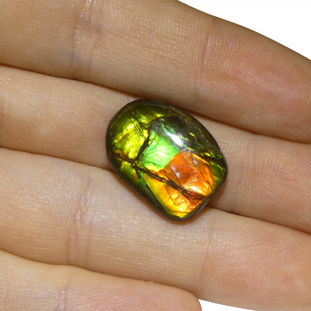 11.13ct Freeform A+ 3 Color Red, Green, Yellow Ammolite from Alberta, Canada - Skyjems Wholesale Gemstones