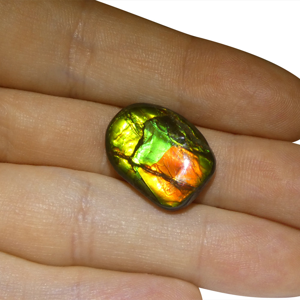 11.13ct Freeform A+ 3 Color Red, Green, Yellow Ammolite from Alberta, Canada - Skyjems Wholesale Gemstones