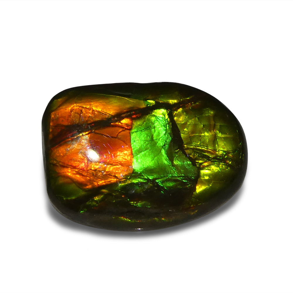 11.13ct Freeform A+ 3 Color Red, Green, Yellow Ammolite from Alberta, Canada - Skyjems Wholesale Gemstones