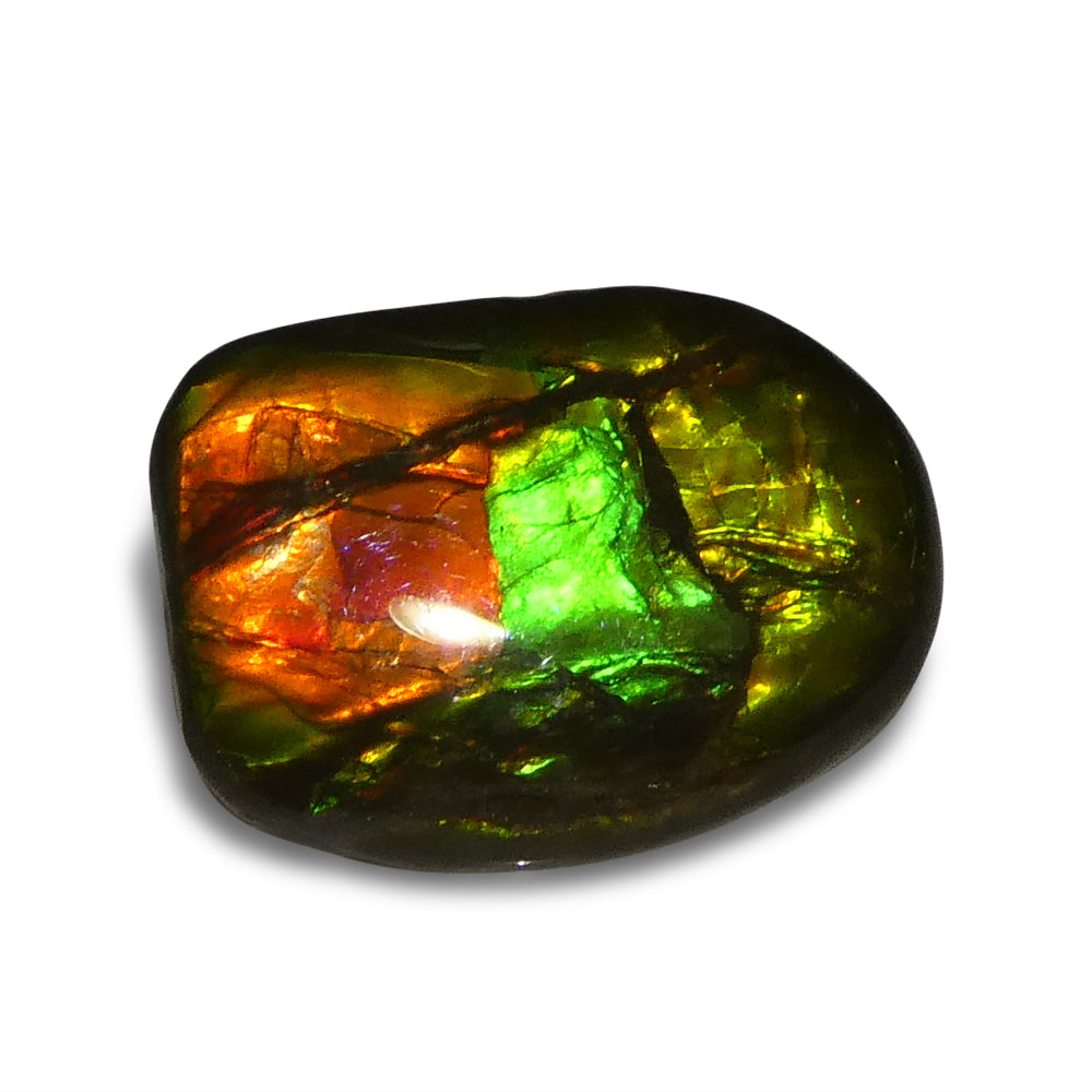 11.13ct Freeform A+ 3 Color Red, Green, Yellow Ammolite from Alberta, Canada - Skyjems Wholesale Gemstones