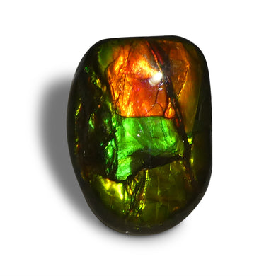 11.13ct Freeform A+ 3 Color Red, Green, Yellow Ammolite from Alberta, Canada - Skyjems Wholesale Gemstones