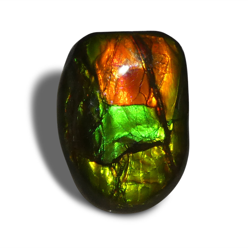 11.13ct Freeform A+ 3 Color Red, Green, Yellow Ammolite from Alberta, Canada - Skyjems Wholesale Gemstones