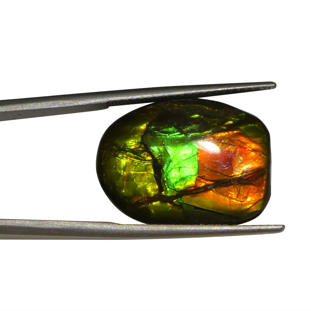 11.13ct Freeform A+ 3 Color Red, Green, Yellow Ammolite from Alberta, Canada - Skyjems Wholesale Gemstones