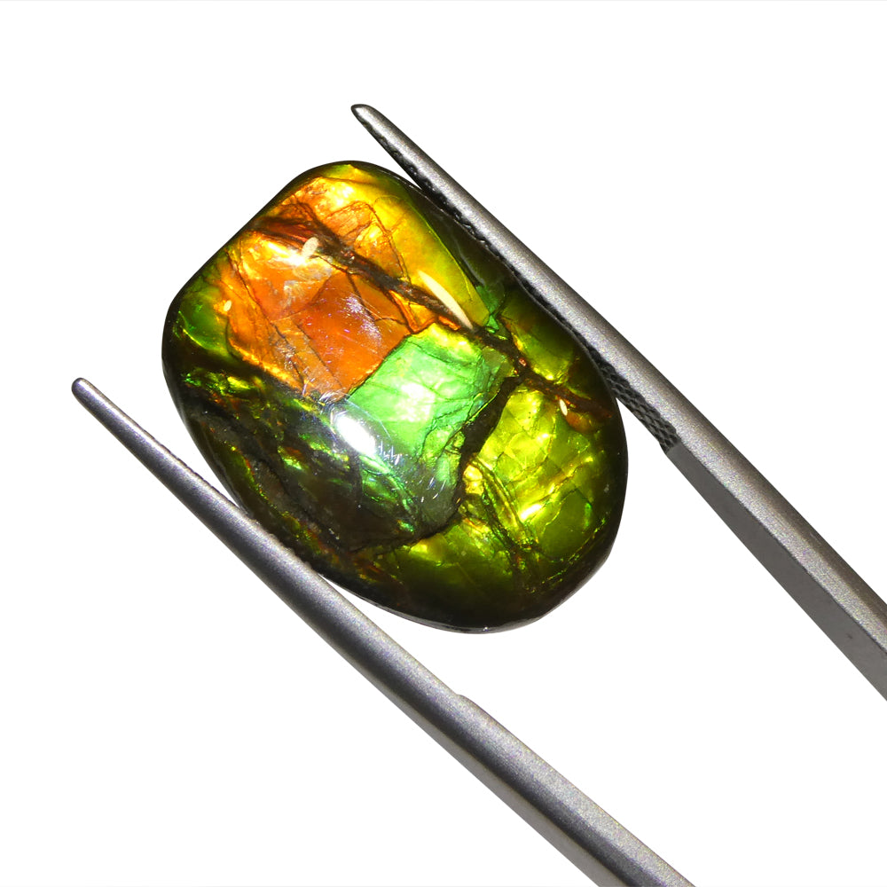 11.13ct Freeform A+ 3 Color Red, Green, Yellow Ammolite from Alberta, Canada - Skyjems Wholesale Gemstones