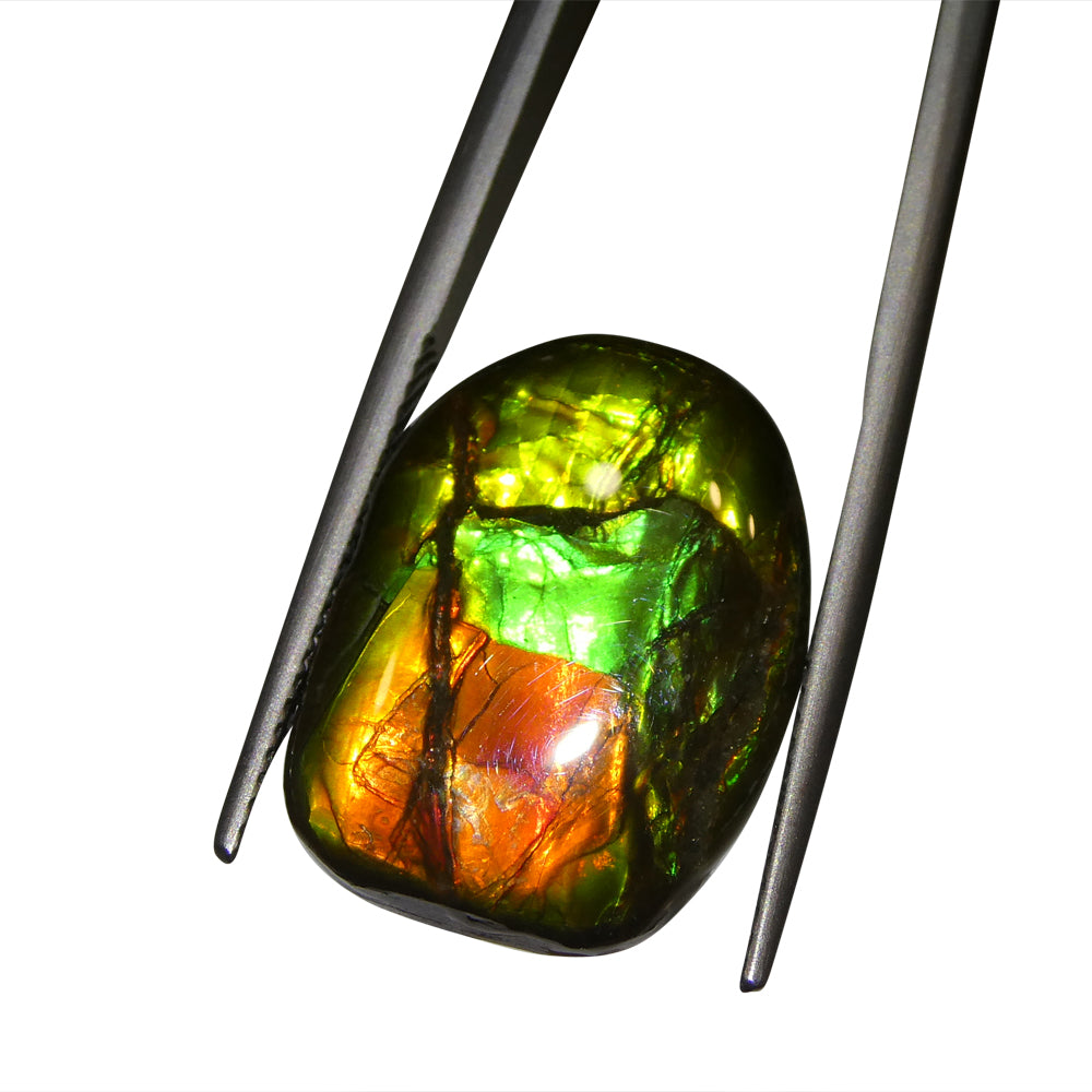 11.13ct Freeform A+ 3 Color Red, Green, Yellow Ammolite from Alberta, Canada - Skyjems Wholesale Gemstones