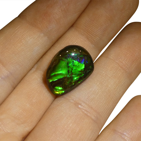 7.53ct Freeform A+ 3 Color Green, Blue, Yellow Ammolite from Alberta, Canada