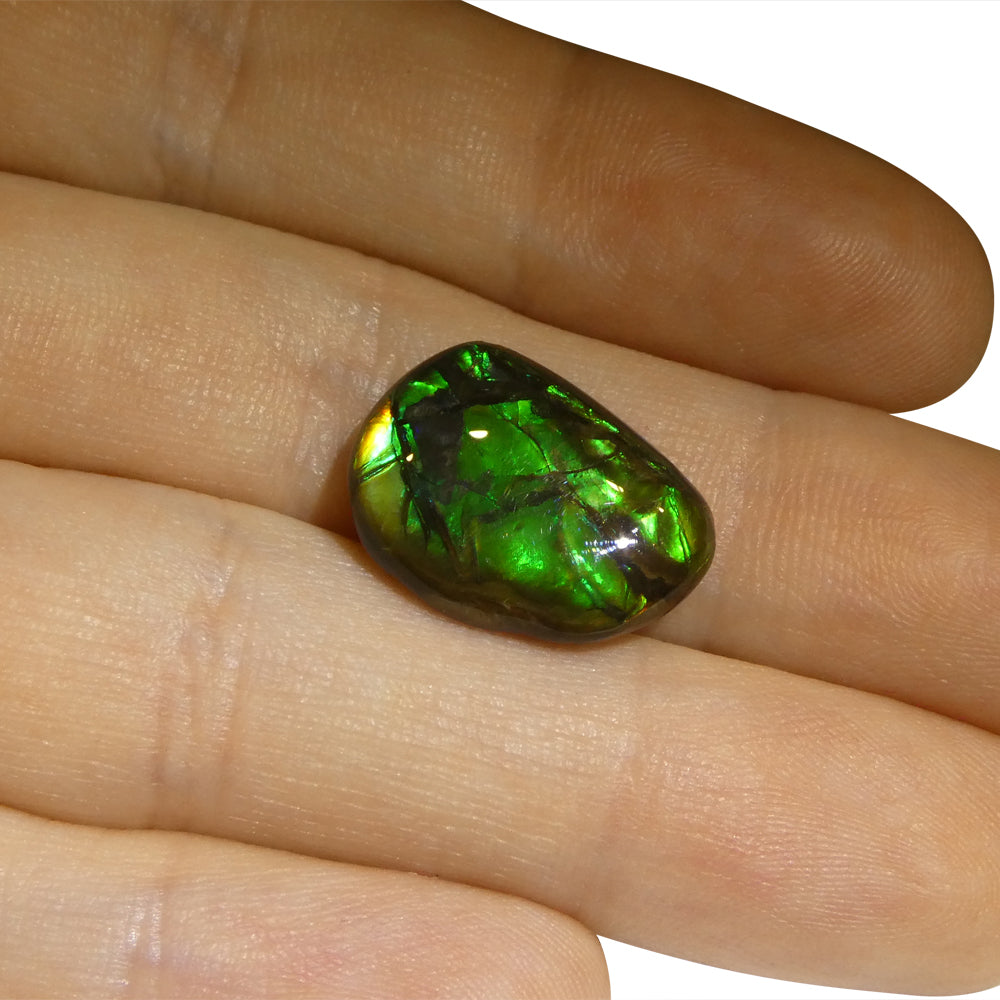 7.53ct Freeform A+ 3 Color Green, Blue, Yellow Ammolite from Alberta, Canada - Skyjems Wholesale Gemstones