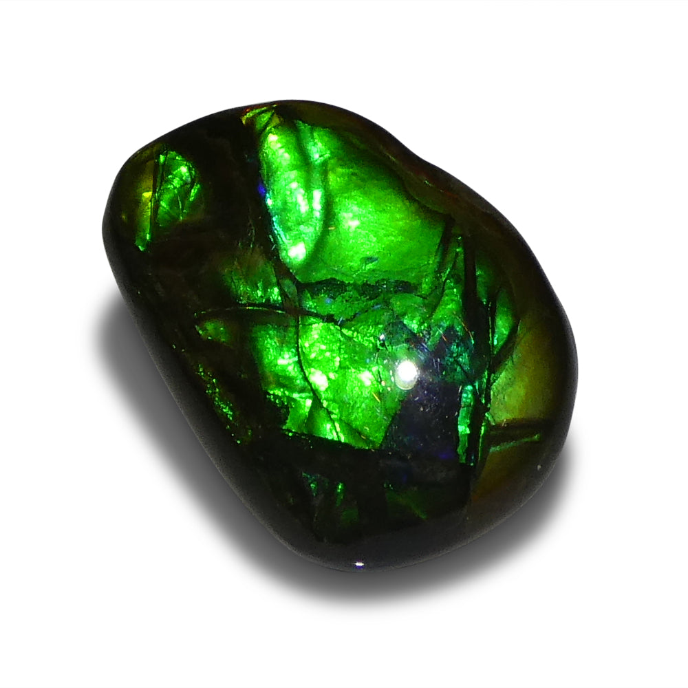 7.53ct Freeform A+ 3 Color Green, Blue, Yellow Ammolite from Alberta, Canada - Skyjems Wholesale Gemstones