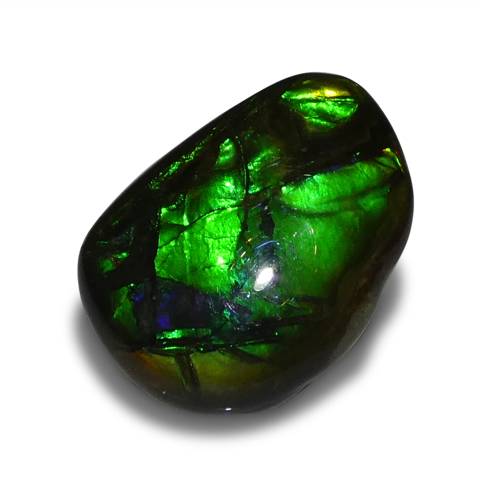 7.53ct Freeform A+ 3 Color Green, Blue, Yellow Ammolite from Alberta, Canada - Skyjems Wholesale Gemstones