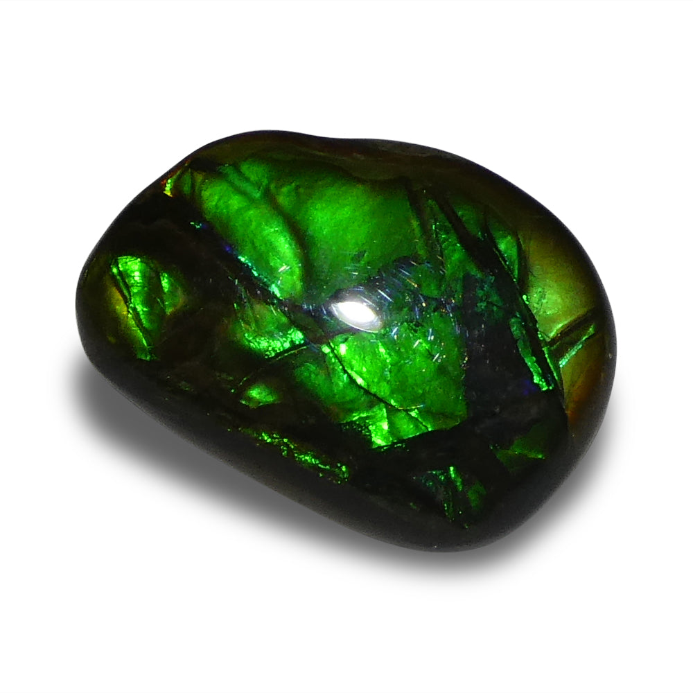 7.53ct Freeform A+ 3 Color Green, Blue, Yellow Ammolite from Alberta, Canada - Skyjems Wholesale Gemstones