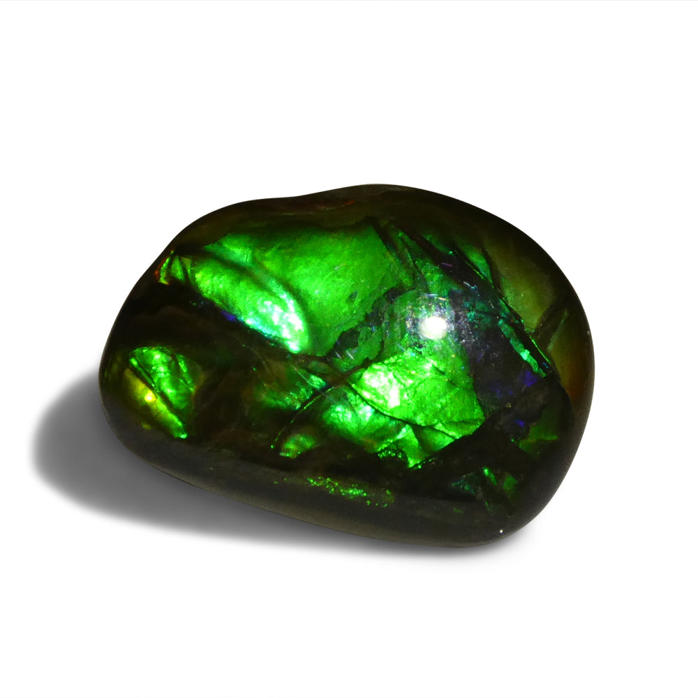 7.53ct Freeform A+ 3 Color Green, Blue, Yellow Ammolite from Alberta, Canada - Skyjems Wholesale Gemstones