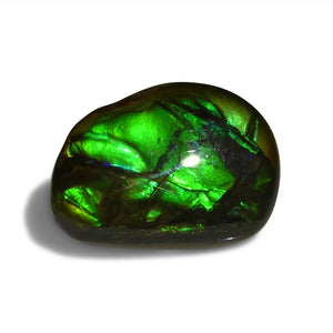 7.53ct Freeform A+ 3 Color Green, Blue, Yellow Ammolite from Alberta, Canada - Skyjems Wholesale Gemstones