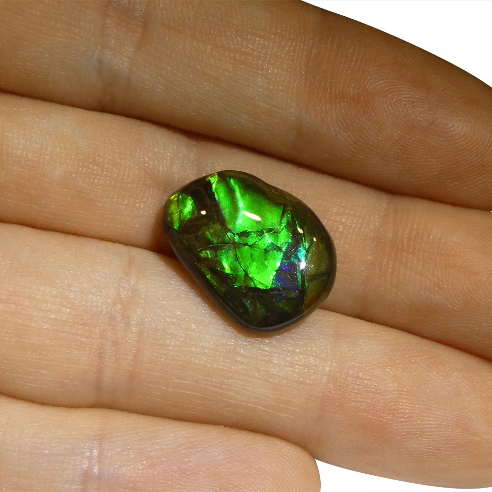 7.53ct Freeform A+ 3 Color Green, Blue, Yellow Ammolite from Alberta, Canada - Skyjems Wholesale Gemstones