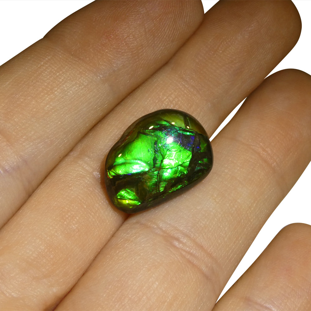 7.53ct Freeform A+ 3 Color Green, Blue, Yellow Ammolite from Alberta, Canada - Skyjems Wholesale Gemstones