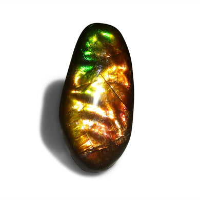 16.35ct Freeform A+ 3 Color Red, Orange, Green Ammolite from Alberta, Canada - Skyjems Wholesale Gemstones