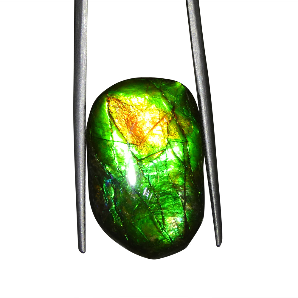 9.25ct Freeform A+ 3 Color Green, Orange, Blue Ammolite from Alberta, Canada - Skyjems Wholesale Gemstones