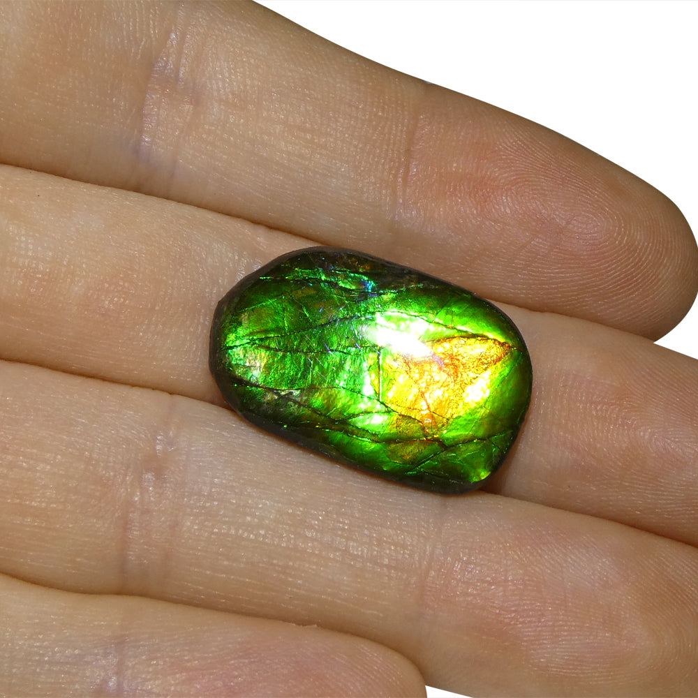 9.25ct Freeform A+ 3 Color Green, Orange, Blue Ammolite from Alberta, Canada - Skyjems Wholesale Gemstones