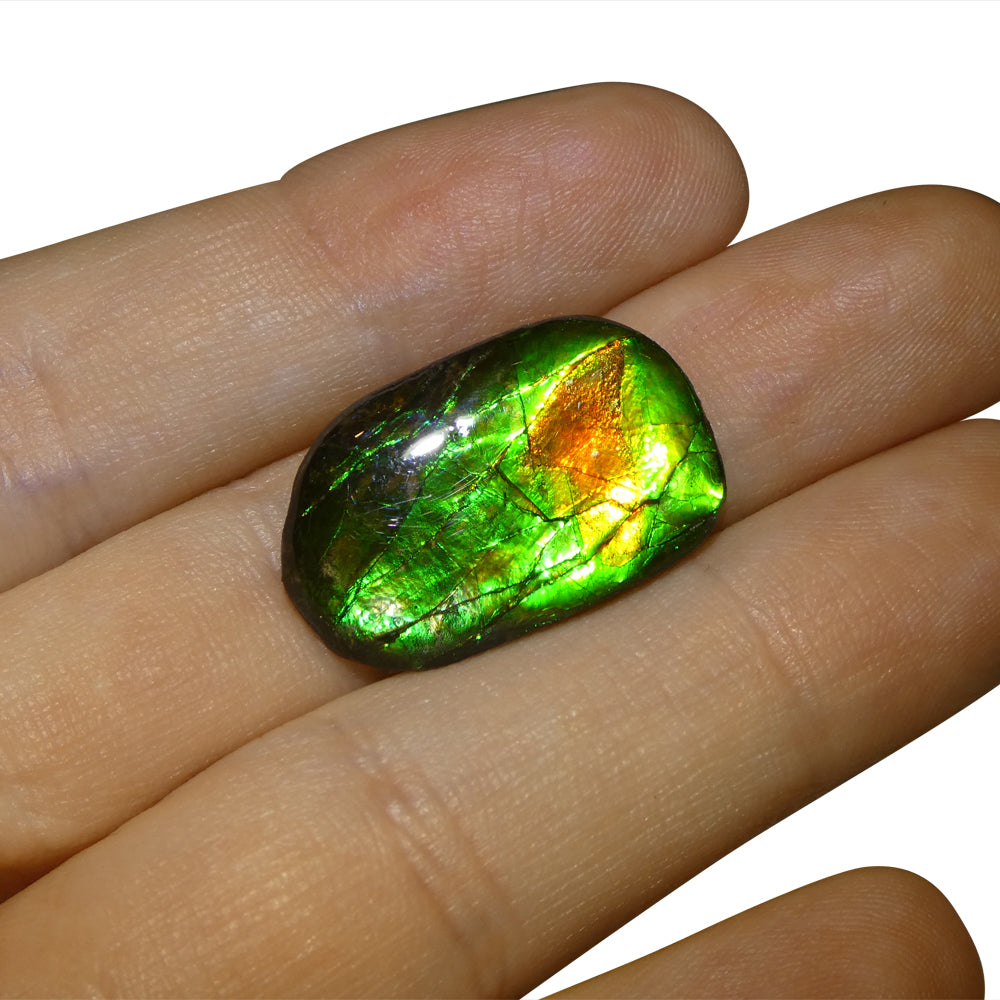 9.25ct Freeform A+ 3 Color Green, Orange, Blue Ammolite from Alberta, Canada - Skyjems Wholesale Gemstones