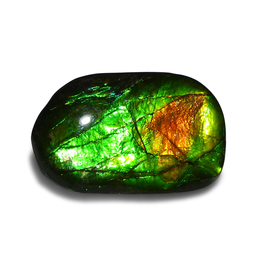 9.25ct Freeform A+ 3 Color Green, Orange, Blue Ammolite from Alberta, Canada - Skyjems Wholesale Gemstones