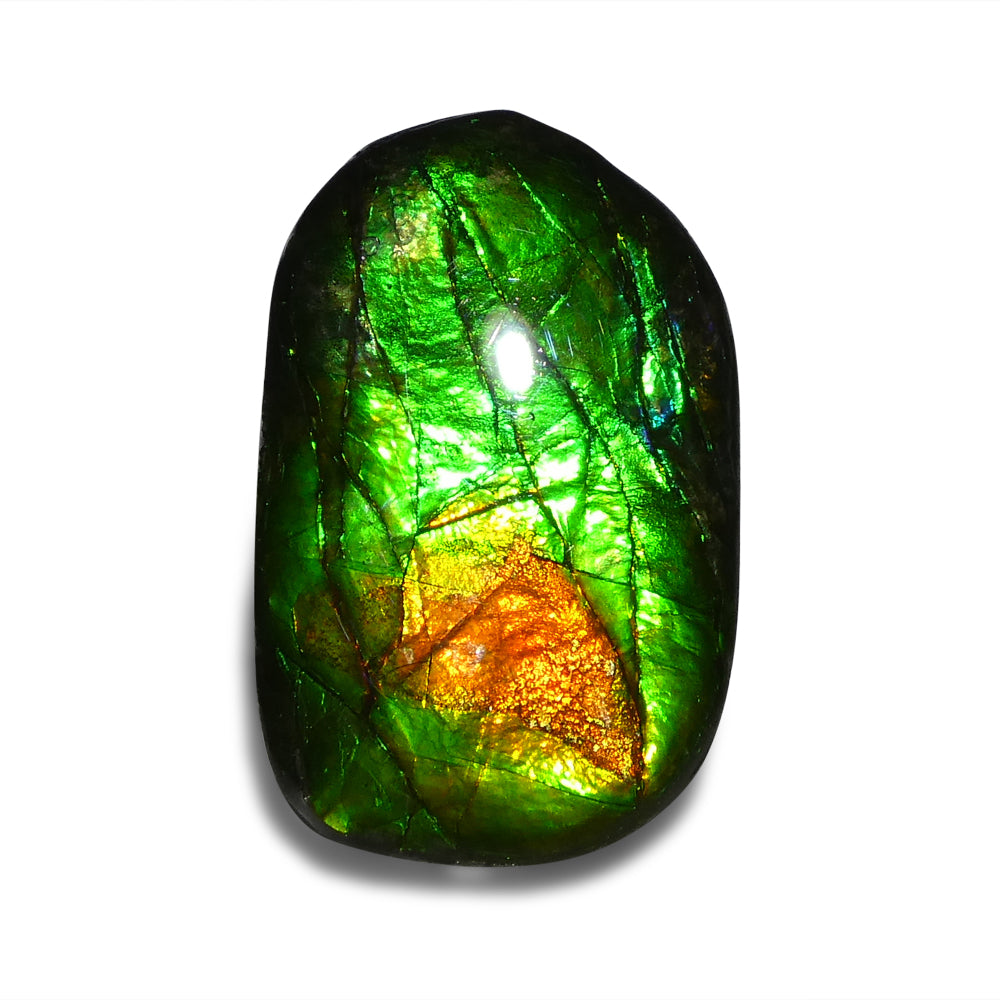 9.25ct Freeform A+ 3 Color Green, Orange, Blue Ammolite from Alberta, Canada - Skyjems Wholesale Gemstones