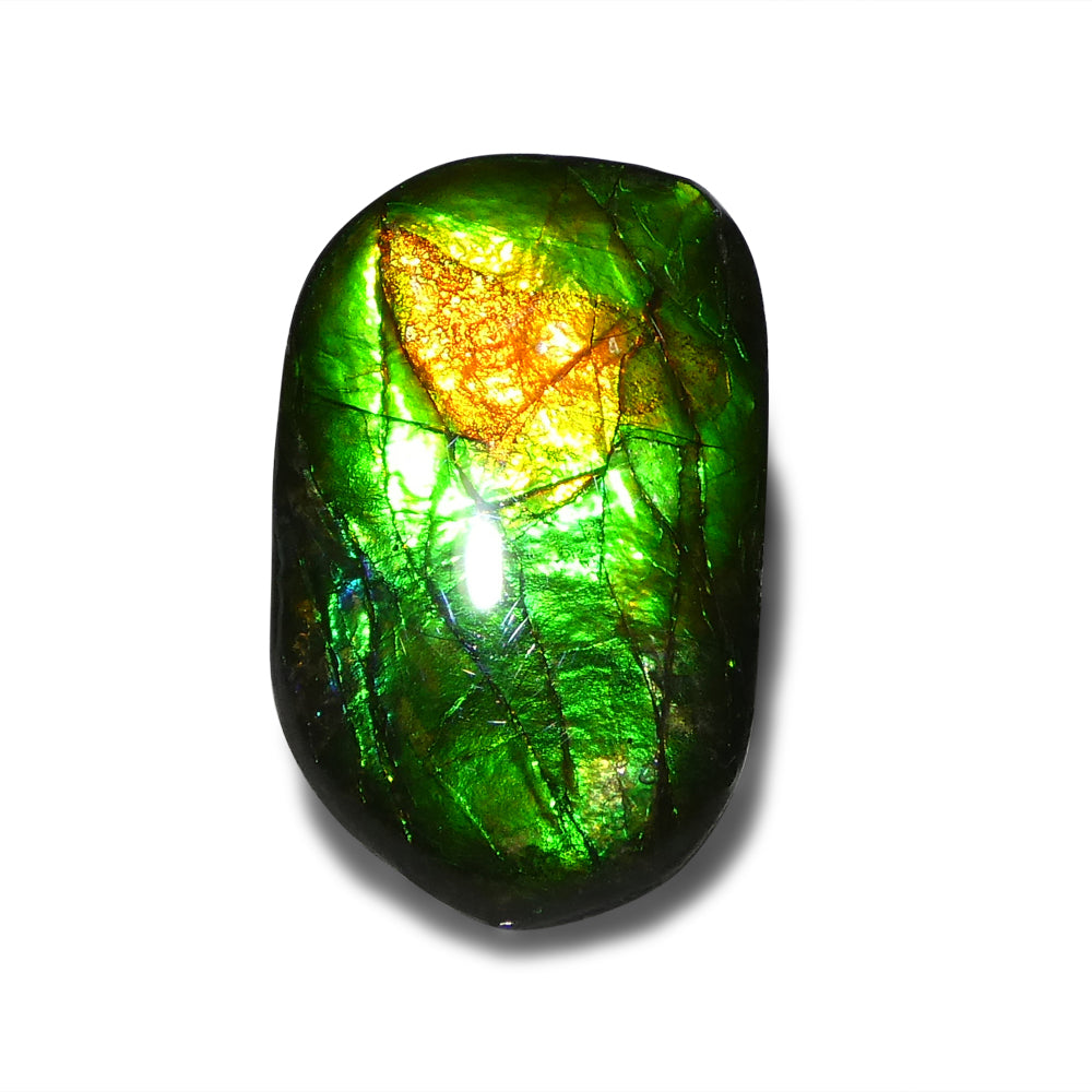 9.25ct Freeform A+ 3 Color Green, Orange, Blue Ammolite from Alberta, Canada - Skyjems Wholesale Gemstones