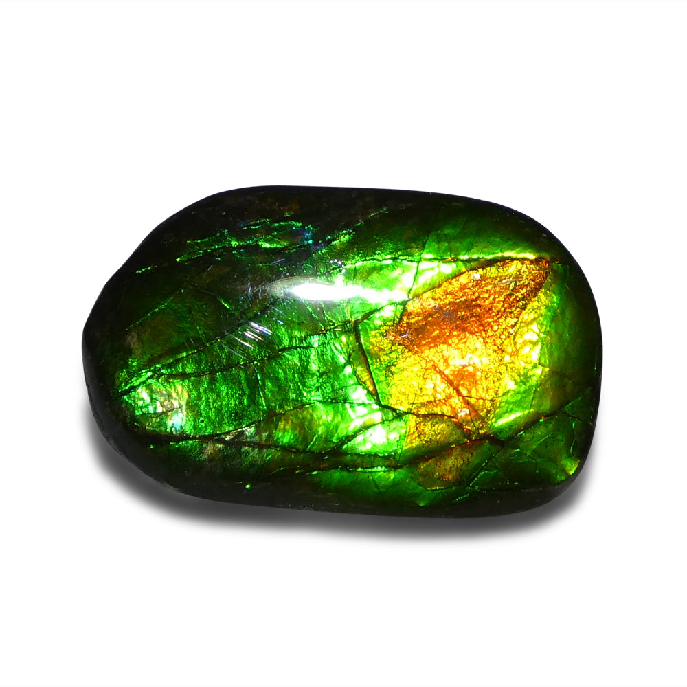 9.25ct Freeform A+ 3 Color Green, Orange, Blue Ammolite from Alberta, Canada - Skyjems Wholesale Gemstones