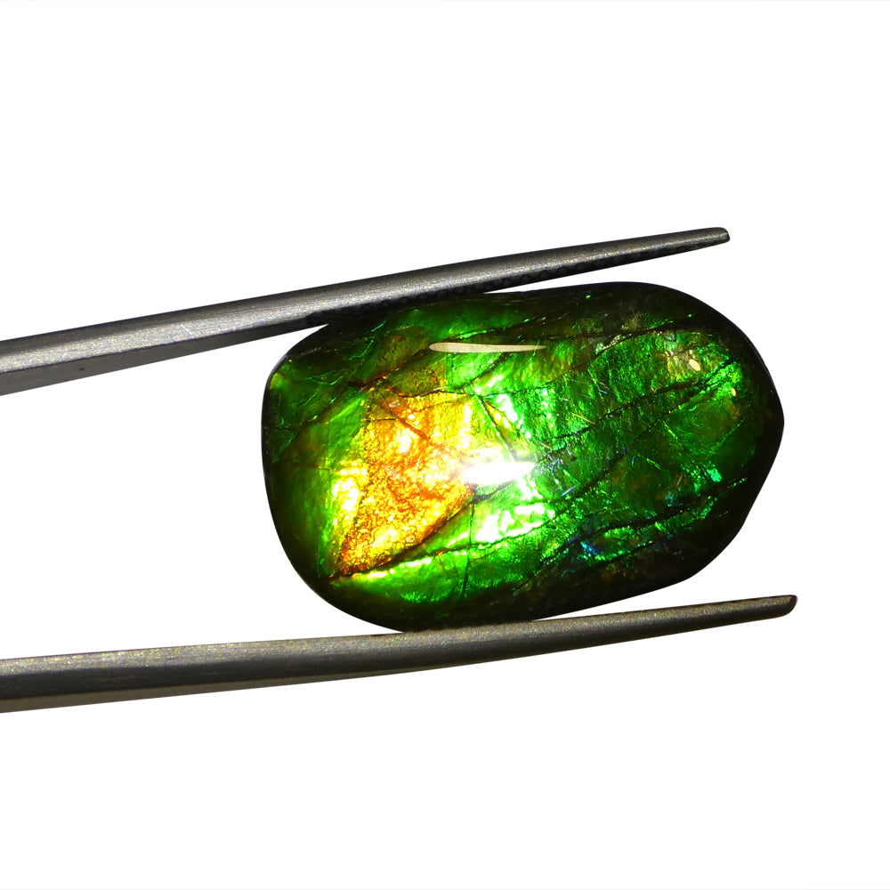 9.25ct Freeform A+ 3 Color Green, Orange, Blue Ammolite from Alberta, Canada - Skyjems Wholesale Gemstones