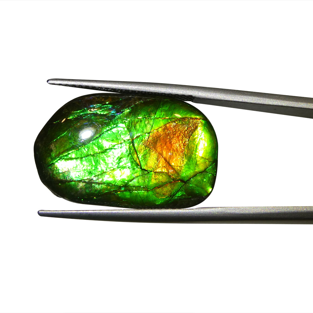 9.25ct Freeform A+ 3 Color Green, Orange, Blue Ammolite from Alberta, Canada - Skyjems Wholesale Gemstones