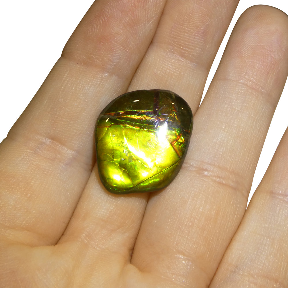 11.34ct Freeform A+ 3 Color Yellow, Green, Red Ammolite from Alberta, Canada - Skyjems Wholesale Gemstones