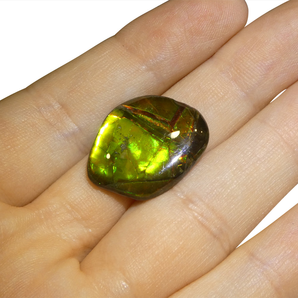 11.34ct Freeform A+ 3 Color Yellow, Green, Red Ammolite from Alberta, Canada - Skyjems Wholesale Gemstones